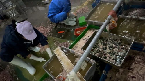 臥底鴨腸 鵝腸工廠 腳踩鵝腸擠糞,煙頭扔進(jìn)鴨腸筐